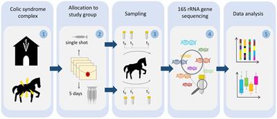 Antibiotic prophylaxis and hospitalization of horses subjected to median laparotomy: gut microbiota trajectories and abundance increase of Escherichia